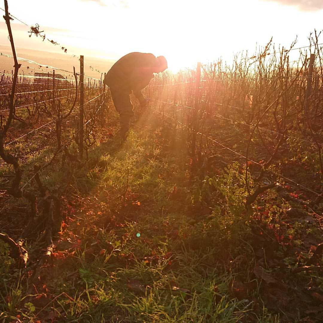 Fût de champagne Chaléroux-Ghys